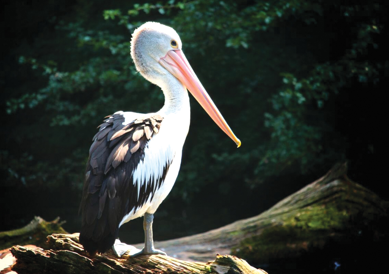 freshwater-animals