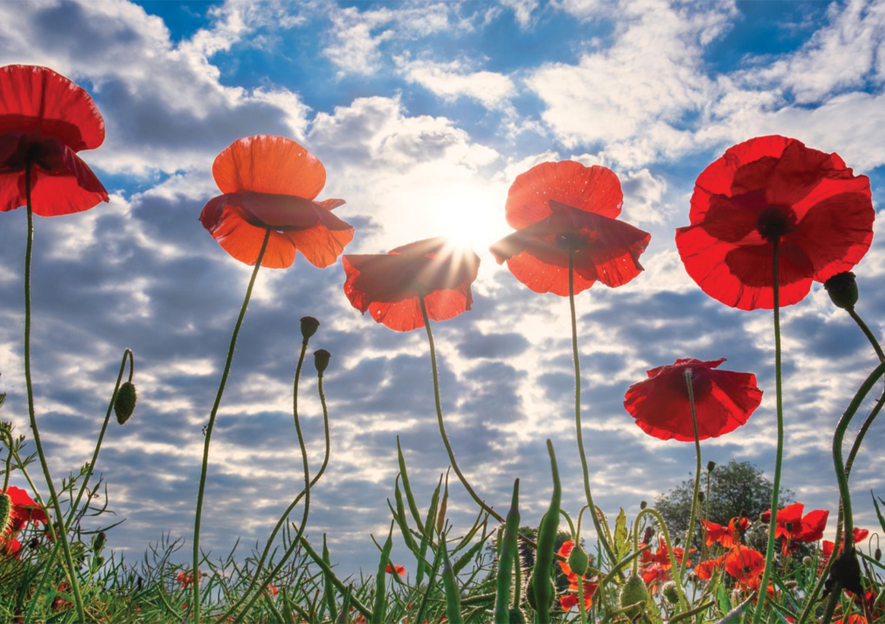 poppies