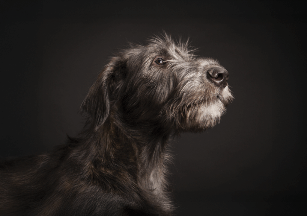 Dog-hero