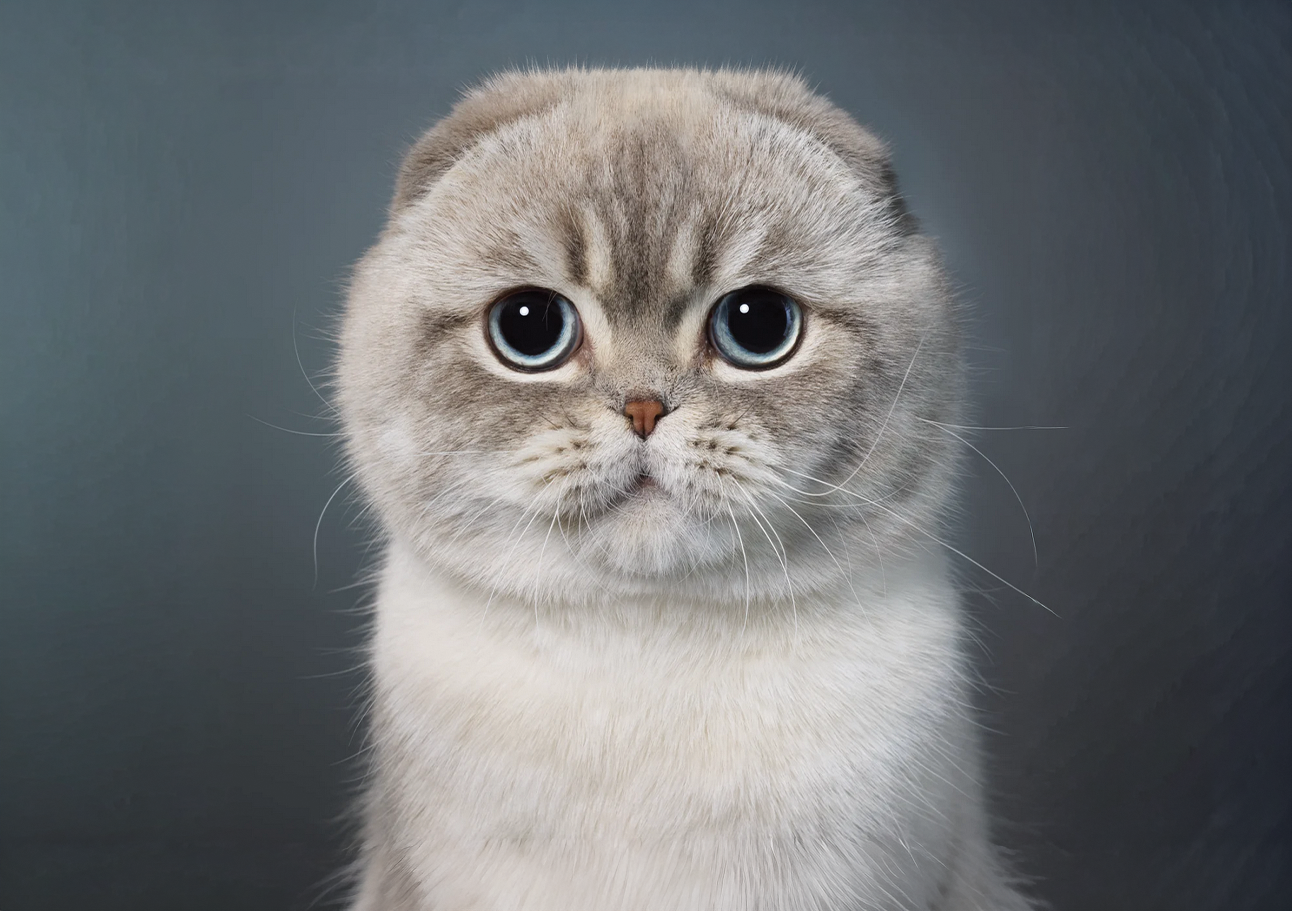 scottish-fold