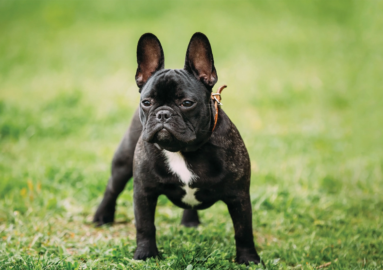 french_buldogs